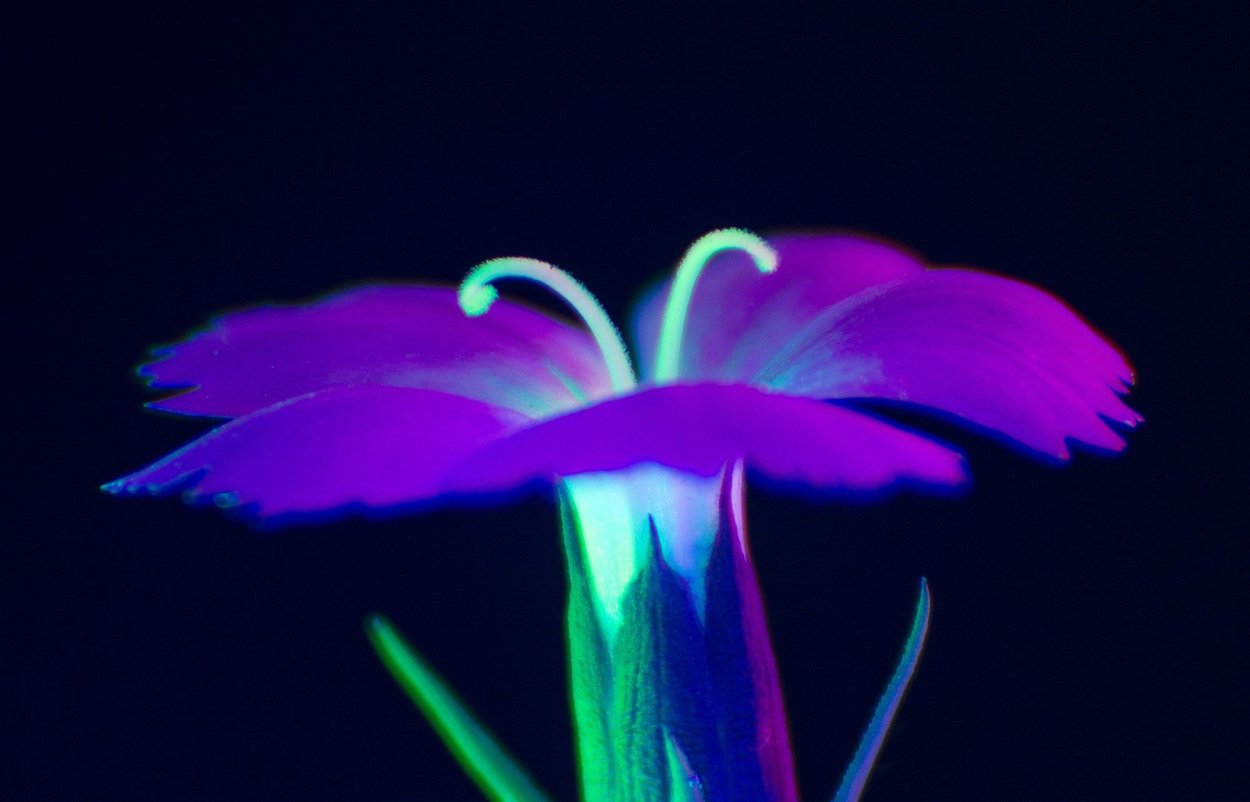 Растения в ультрафиолетовом свете