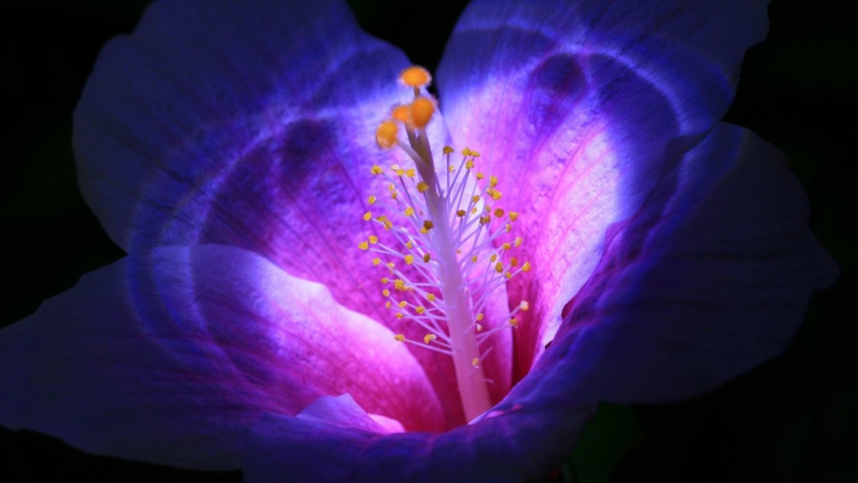 Красивый светящейся цветок