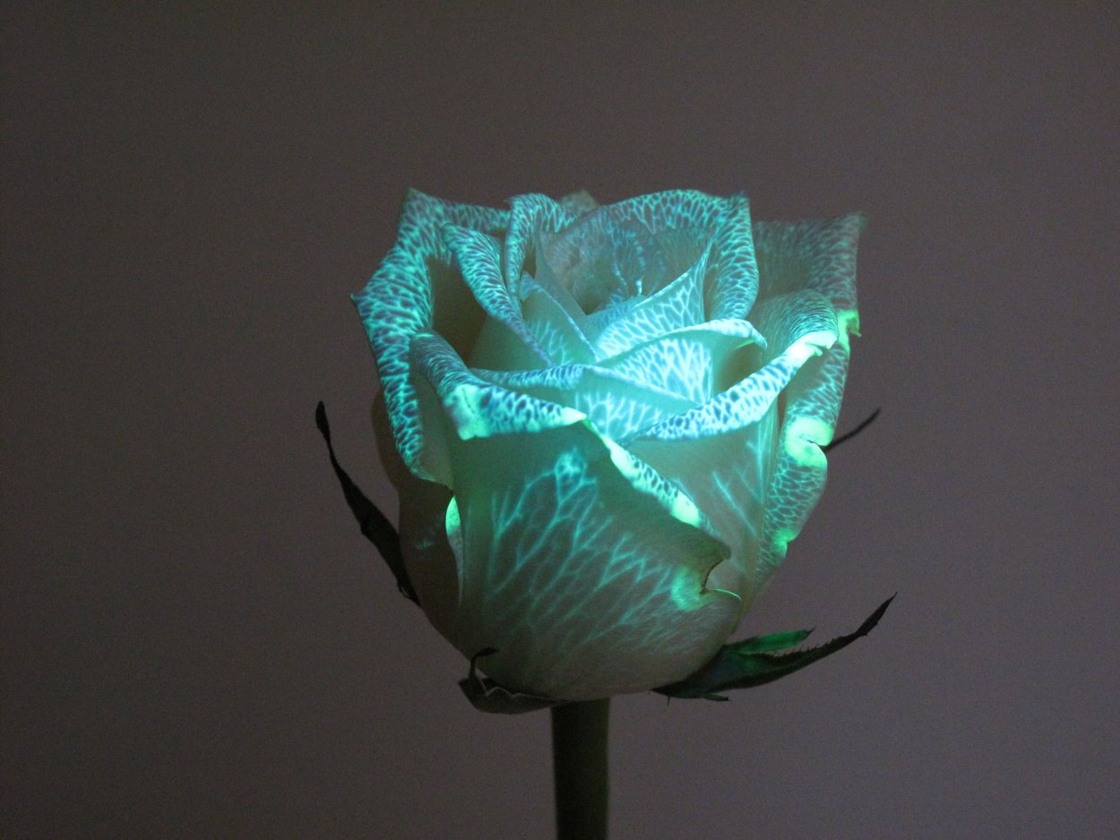 Фантастические цветы