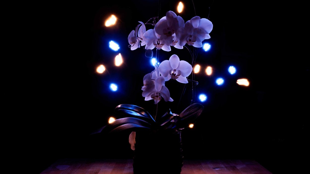 Фиолетовая роза на черном фоне