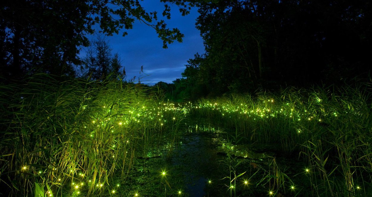 Растения которые светятся в темноте