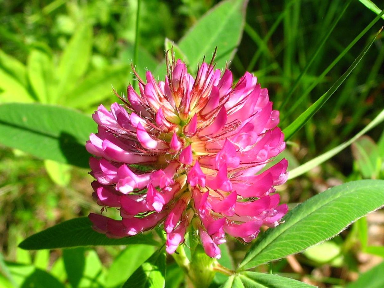 Клевер многолетние бобовые