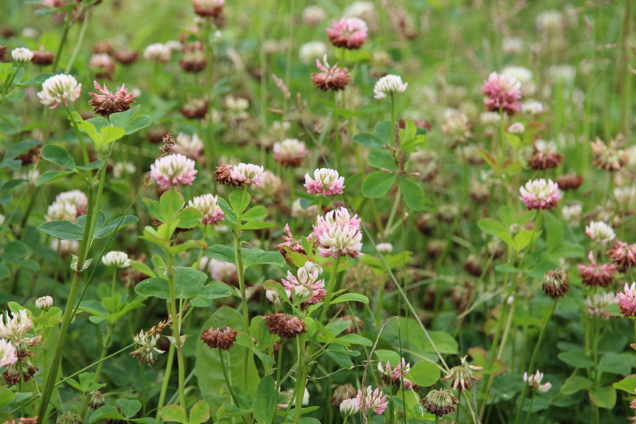 Мак и Клевер трава