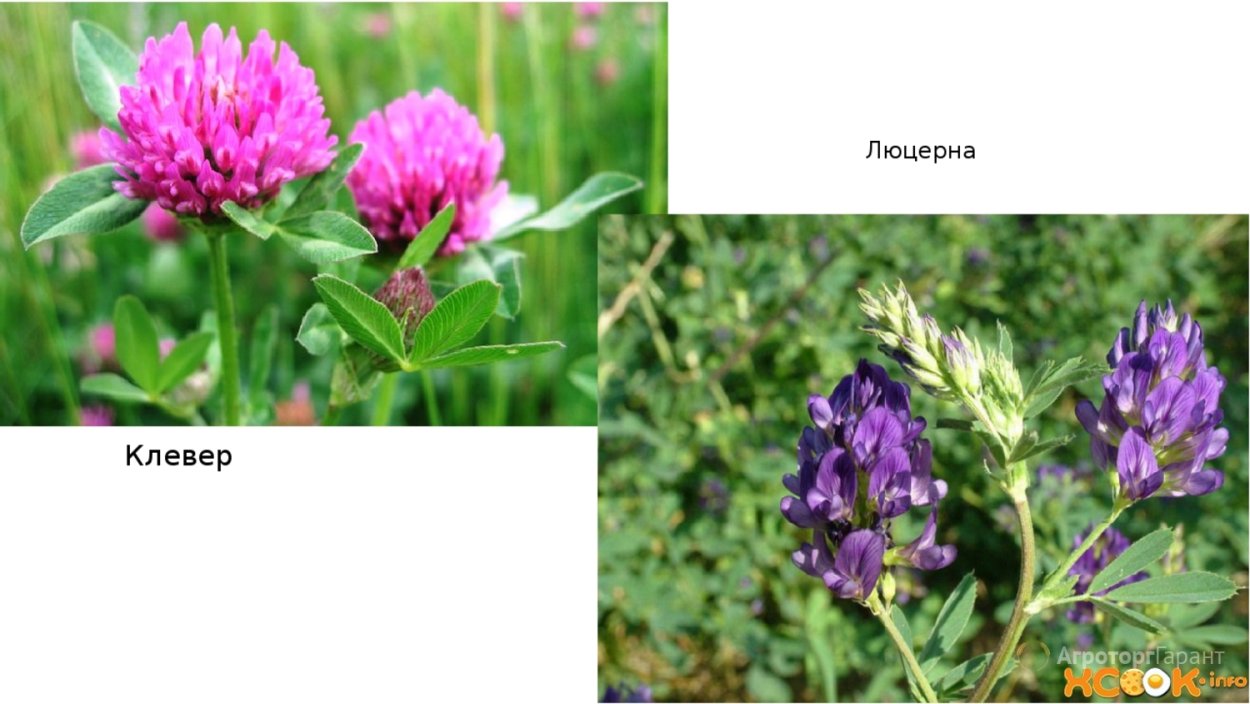 Трава Клевер люцерна