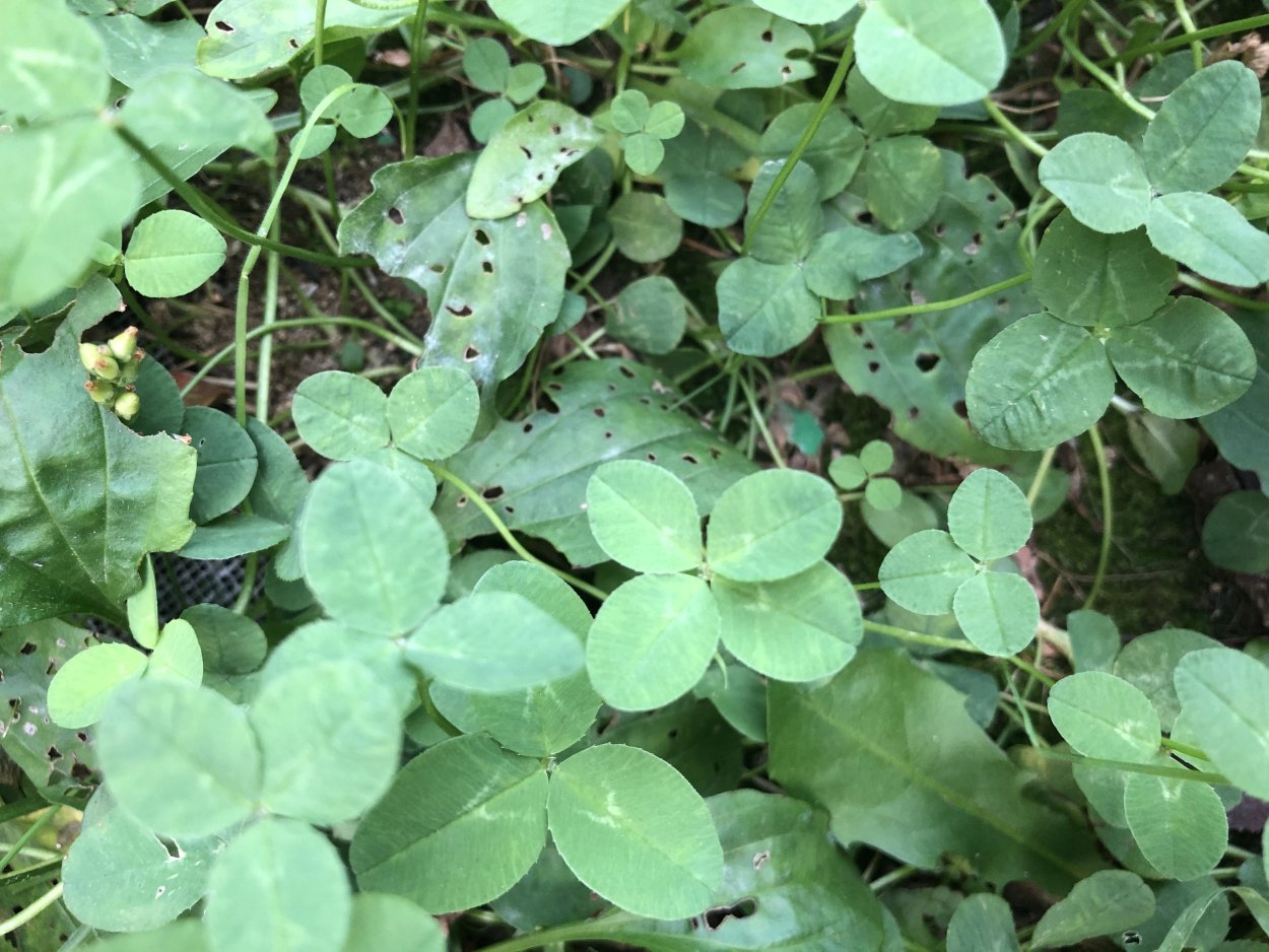 Клевер Луговой Фармакогнозия