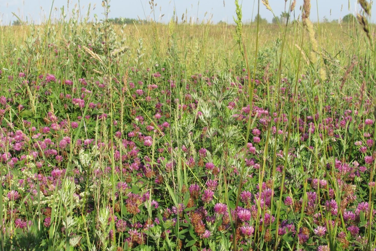 Клевер Степной