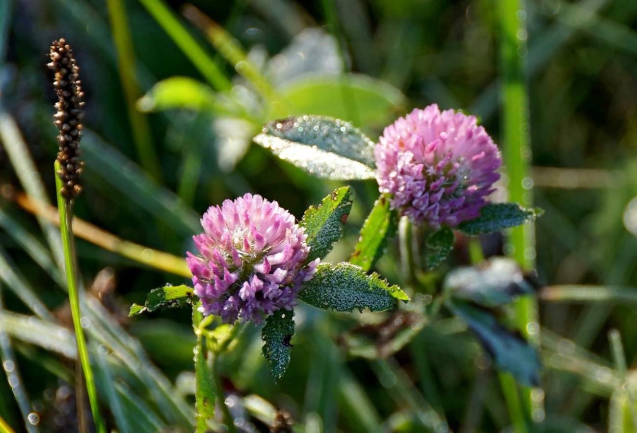 Клевер люцерна
