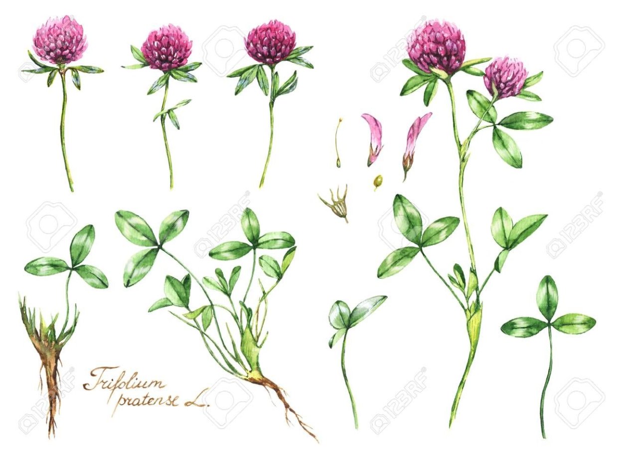 Клевер цветок эскиз