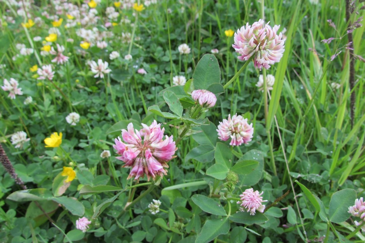 Клевер горный и Клевер ползучий