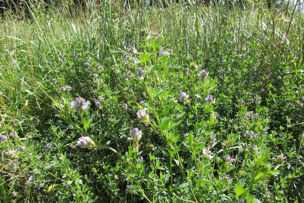 Поле с черными цветами