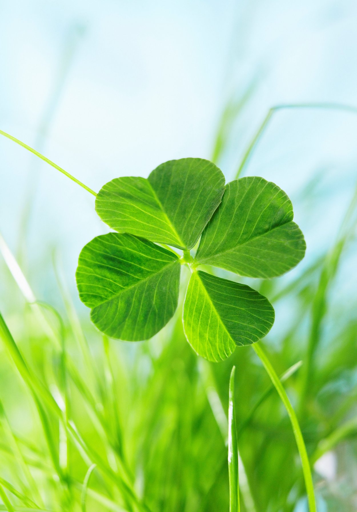 4х листный Клевер