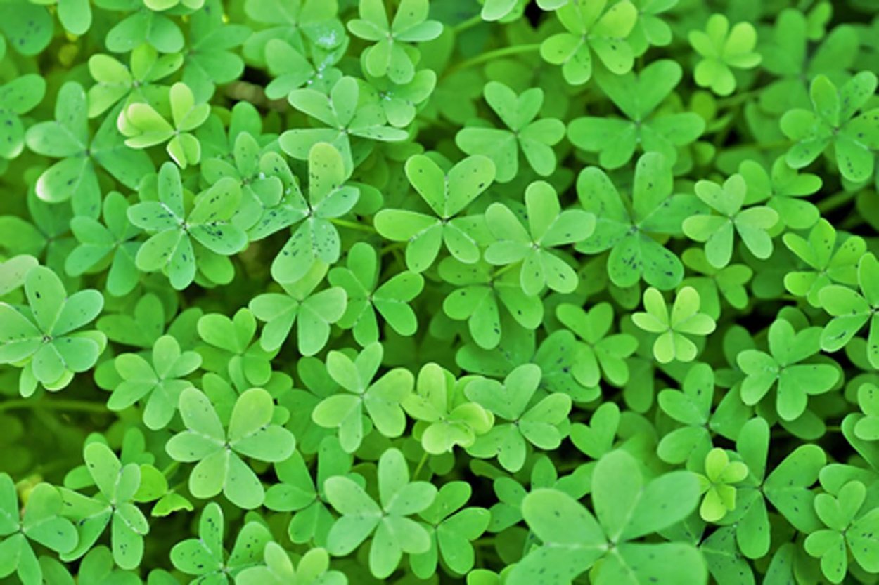 Четырёх Лиственный Клевер