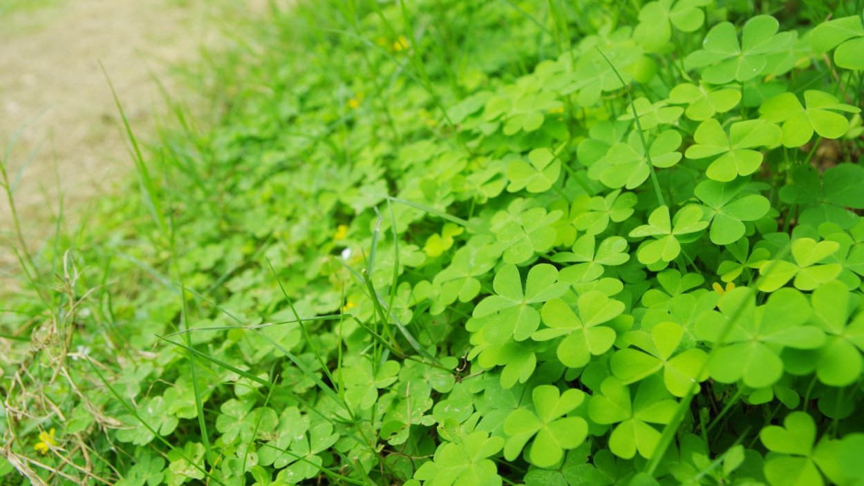 Клевер пятилистник