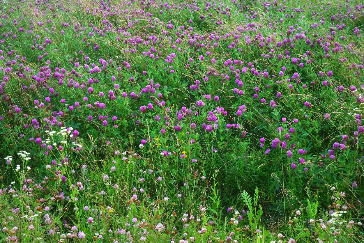 Клевер четырехлистник узор