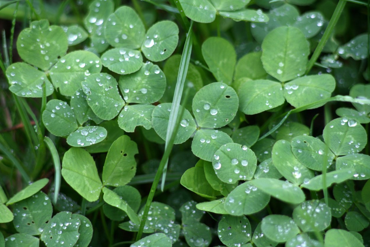 Цветение клевера