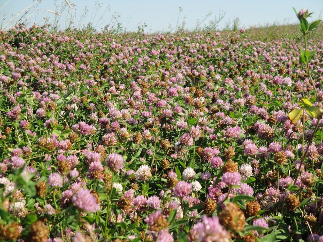 Трава Клевер люцерна