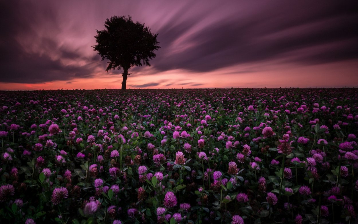 Микроклевер Пиполина