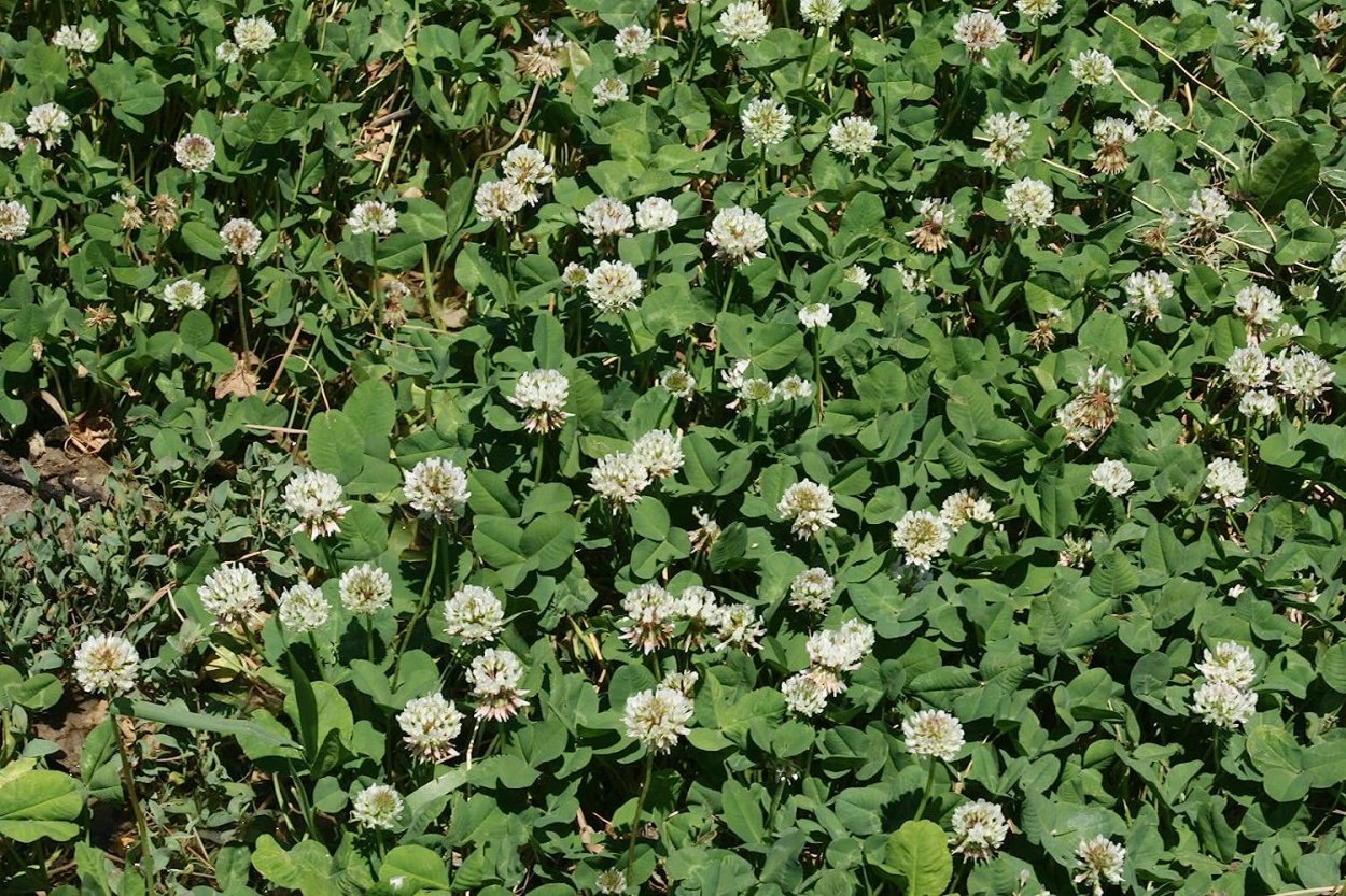 Поляна с четырехлистным клевером