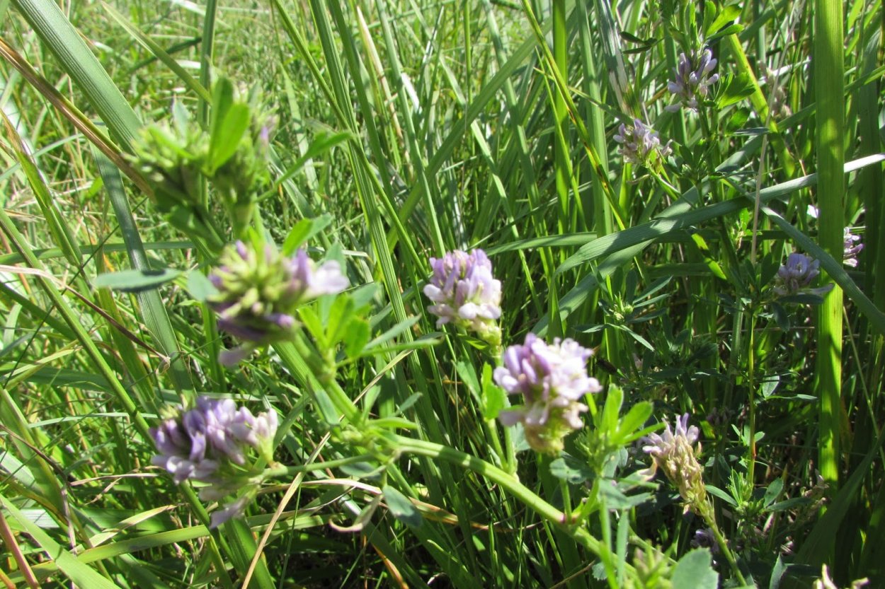 Клевер Луговой четырехлистный