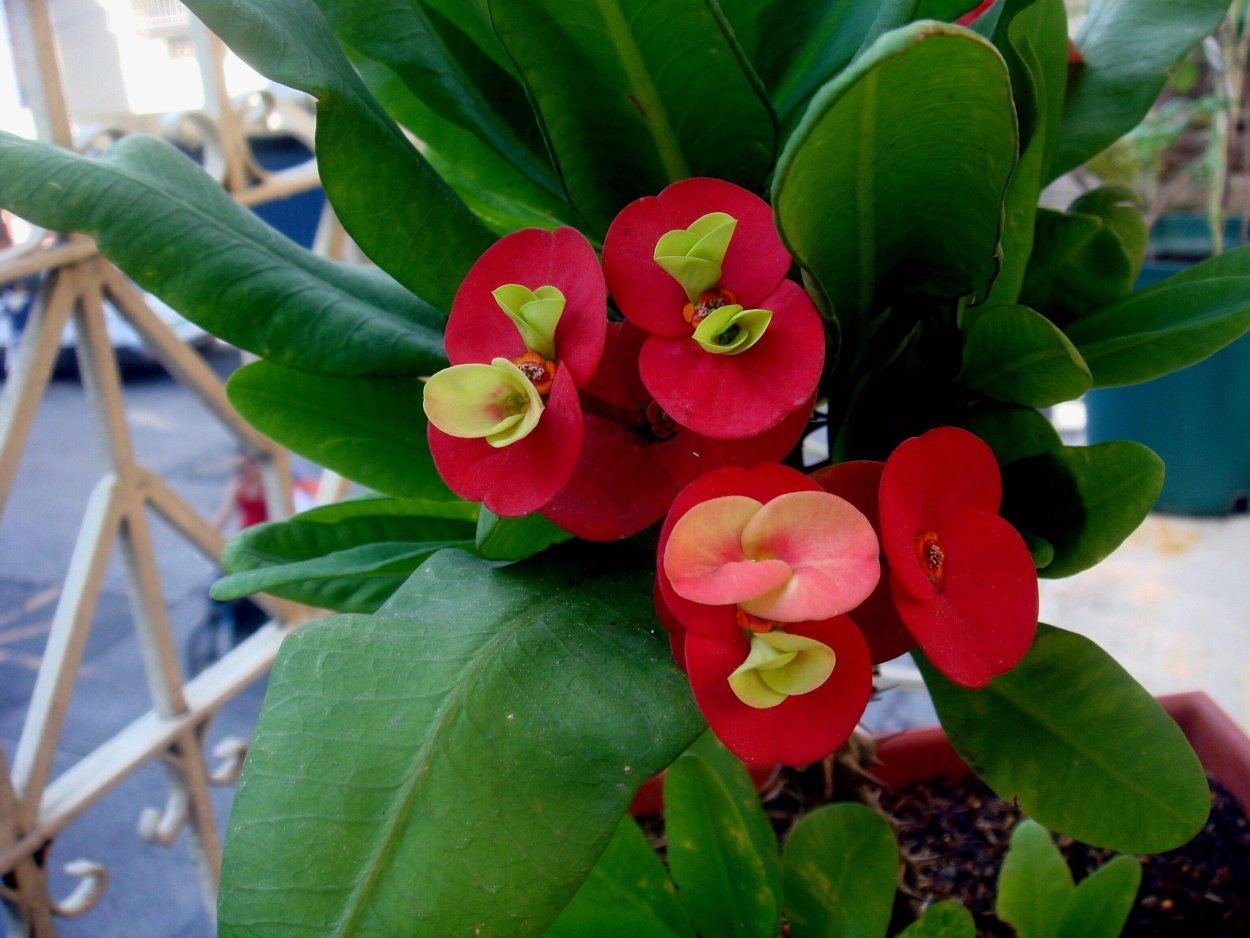 Цветок эуфорбия миля