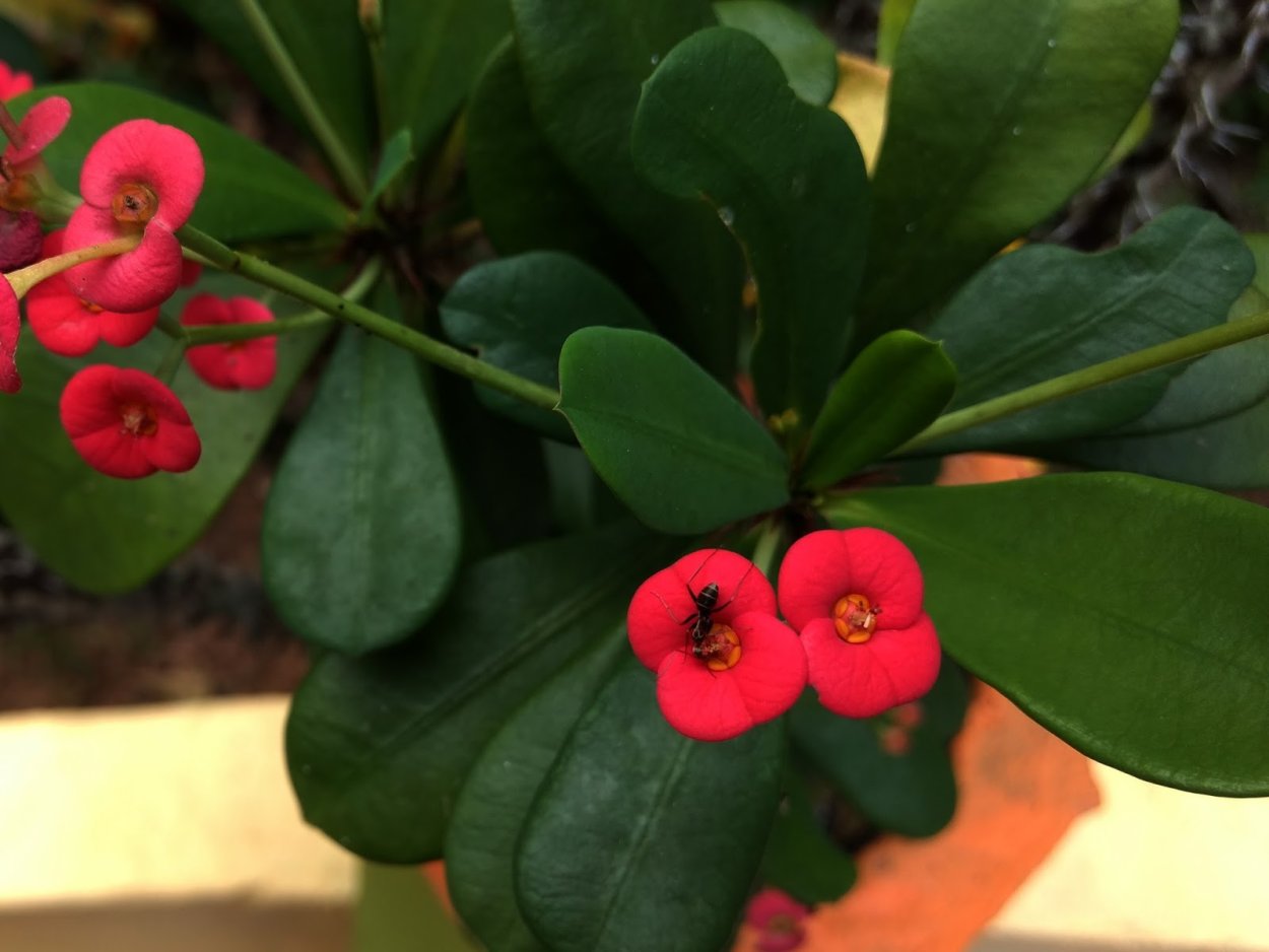 Молочай миля (Euphorbia milii