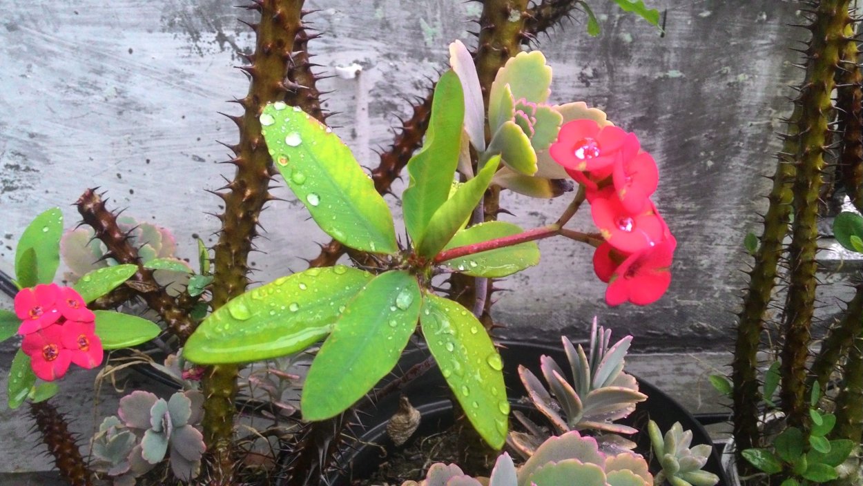 Эуфорбия молочай миля