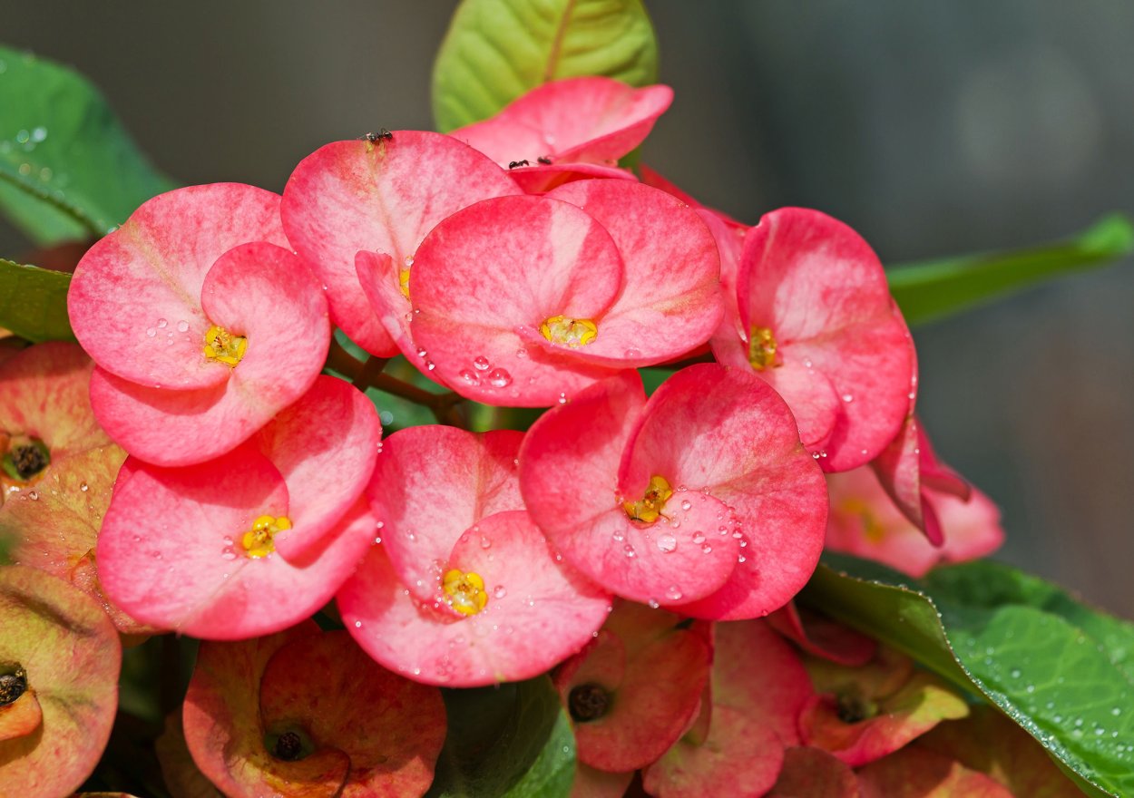 Молочай миля мани-мани