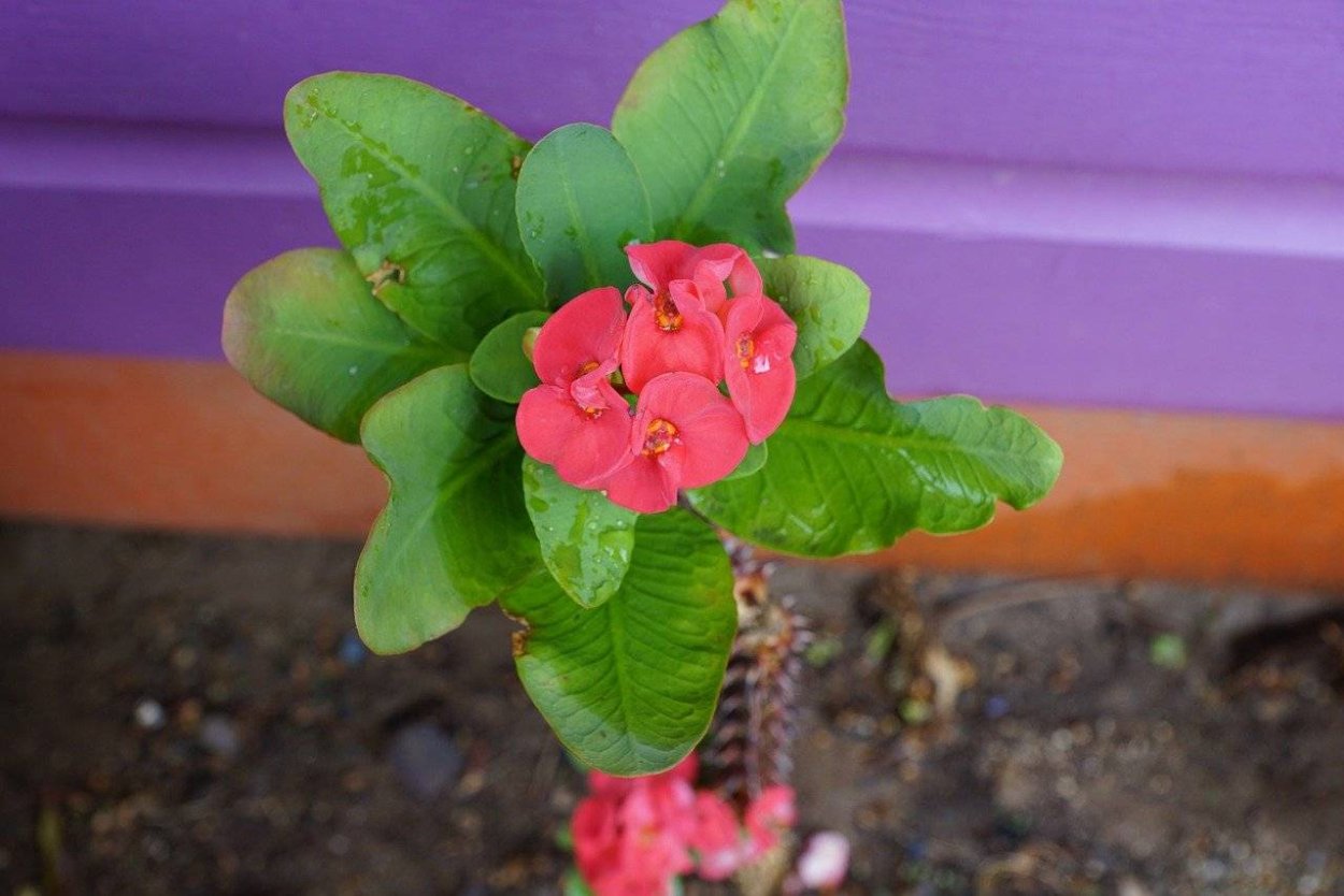 Домашние цветущие растения эуфорбия