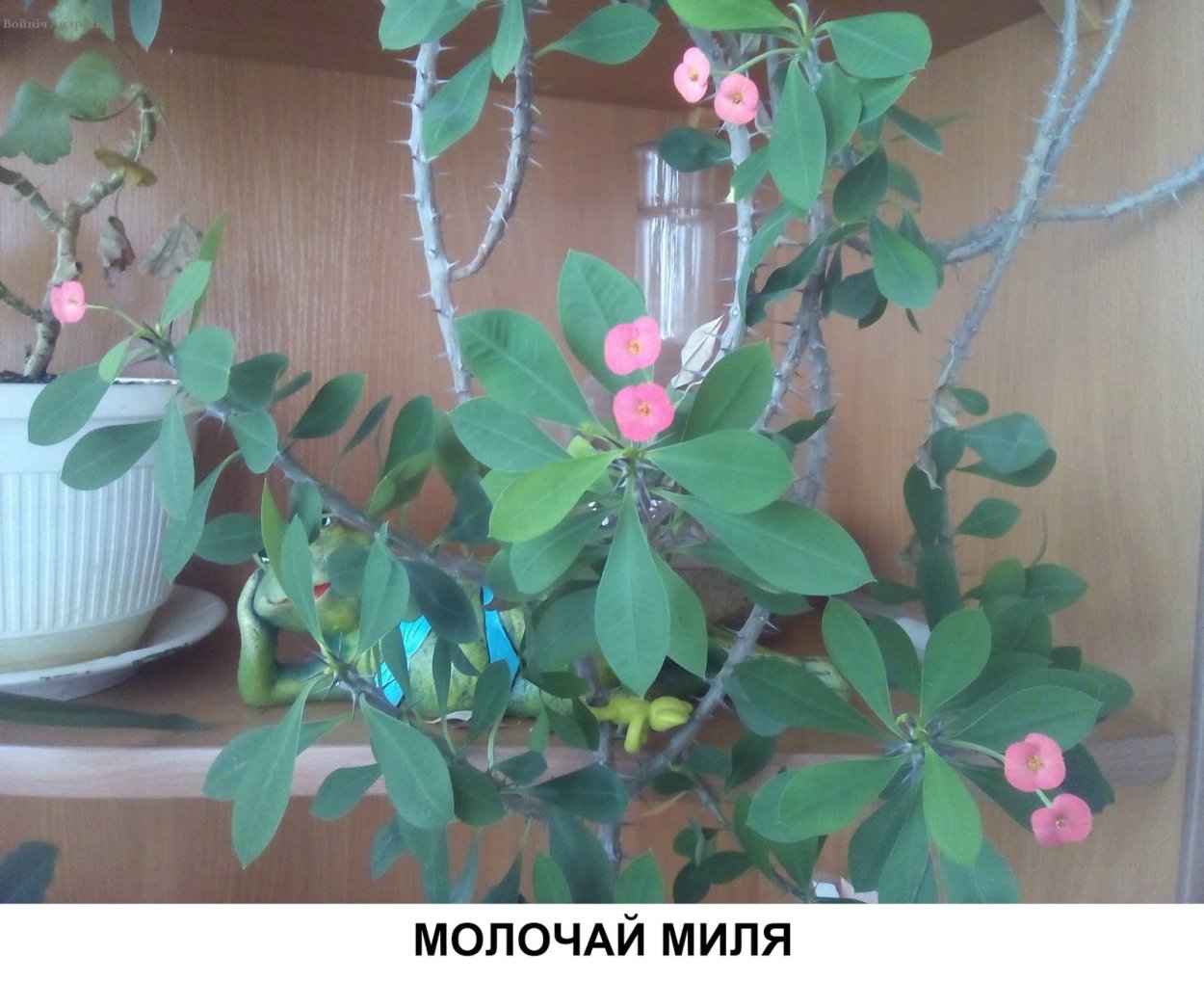 Молочай миля Терновый венец комнатный