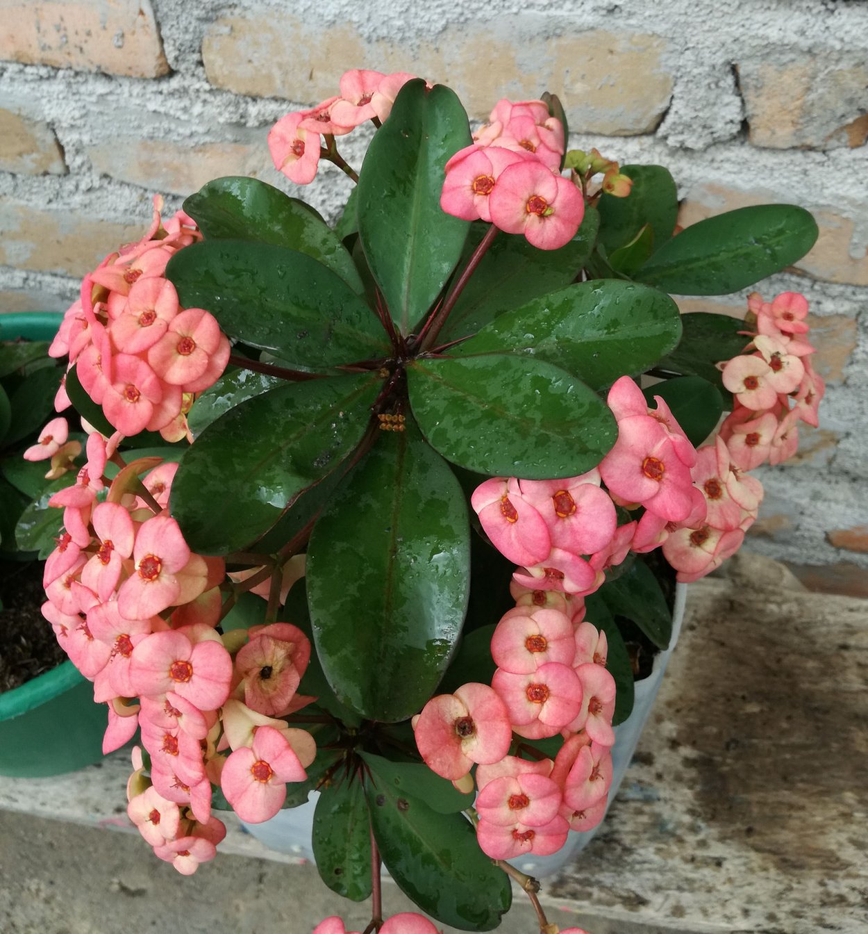 Молочай миля - Терновый венец.