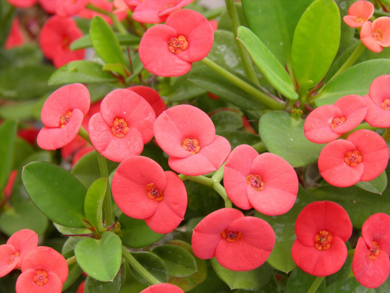 Эуфорбия молочай