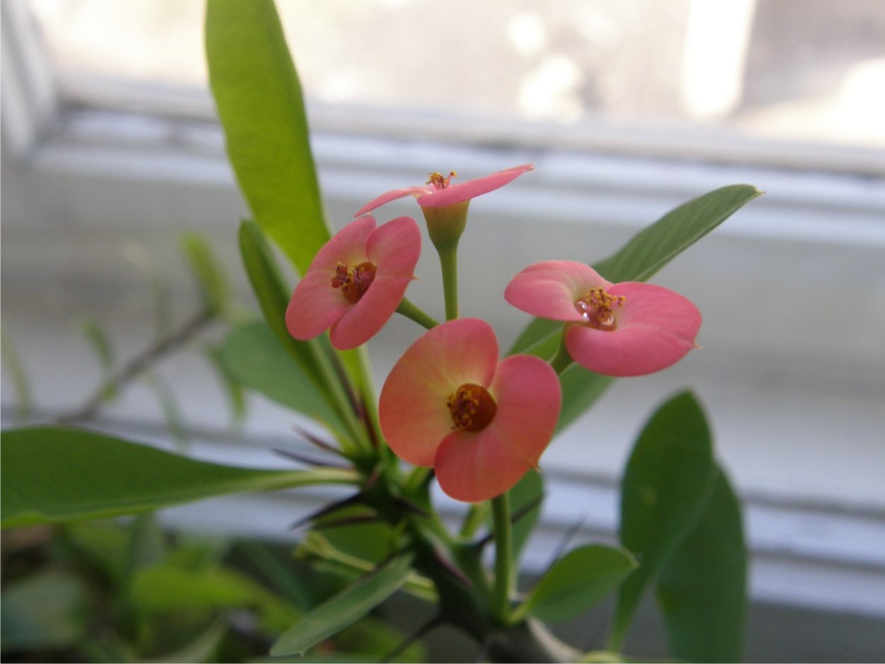 Молочай обильноцветущий