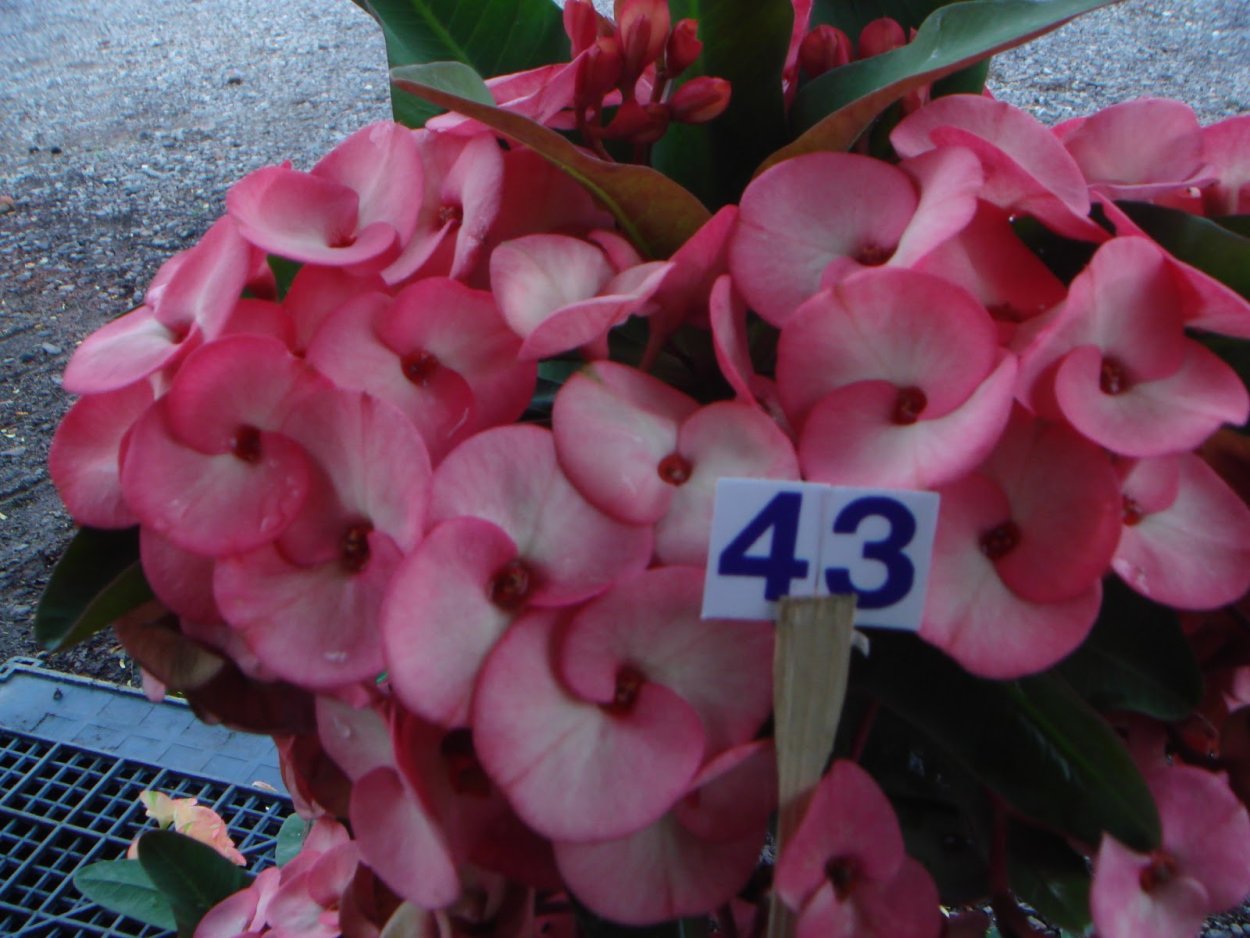 Молочай миля (Euphorbia milii