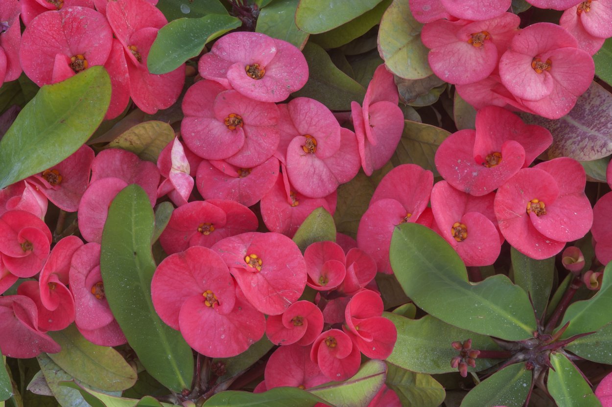 Молочай миля Терновый венец комнатный