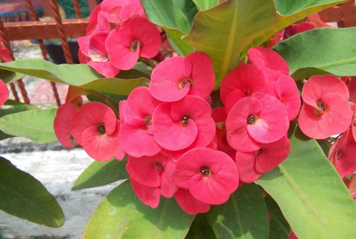 Цветок эуфорбия миля