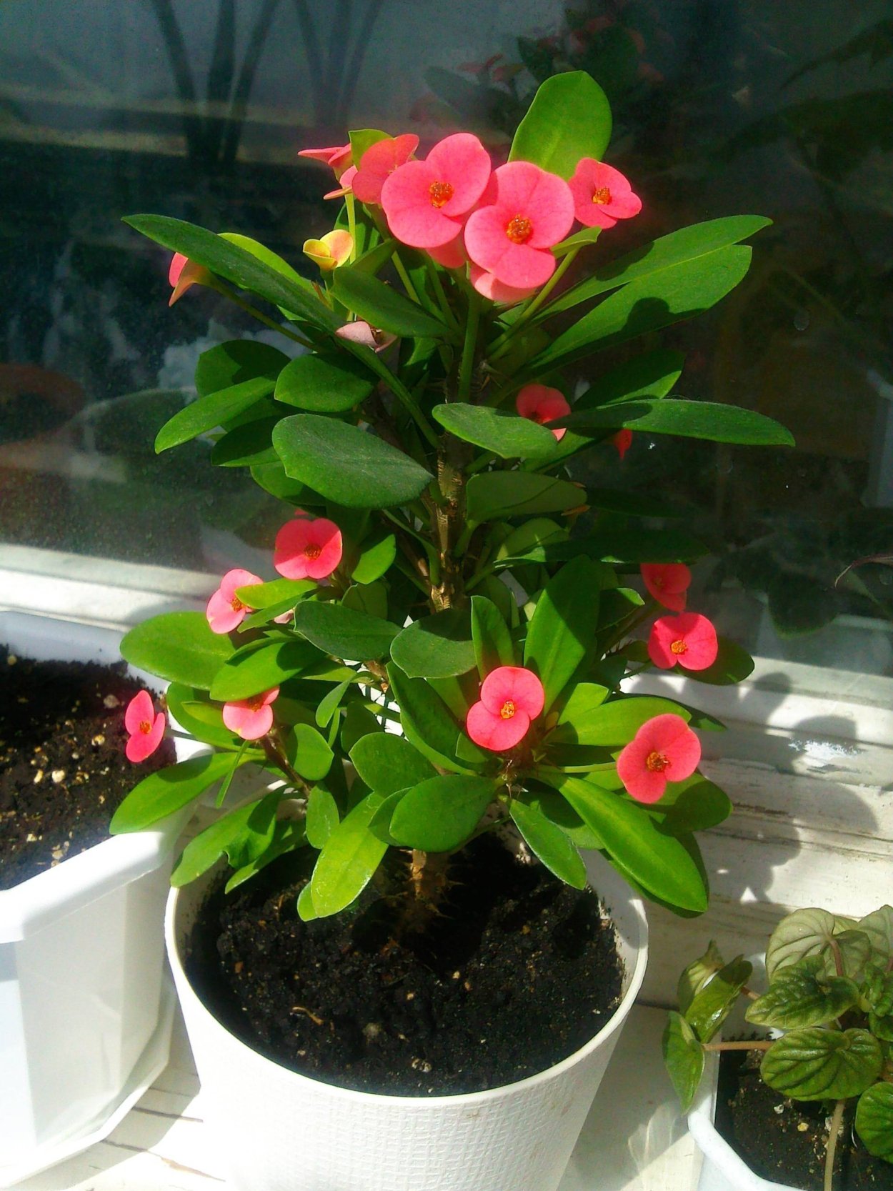 Цветок эуфорбия миля