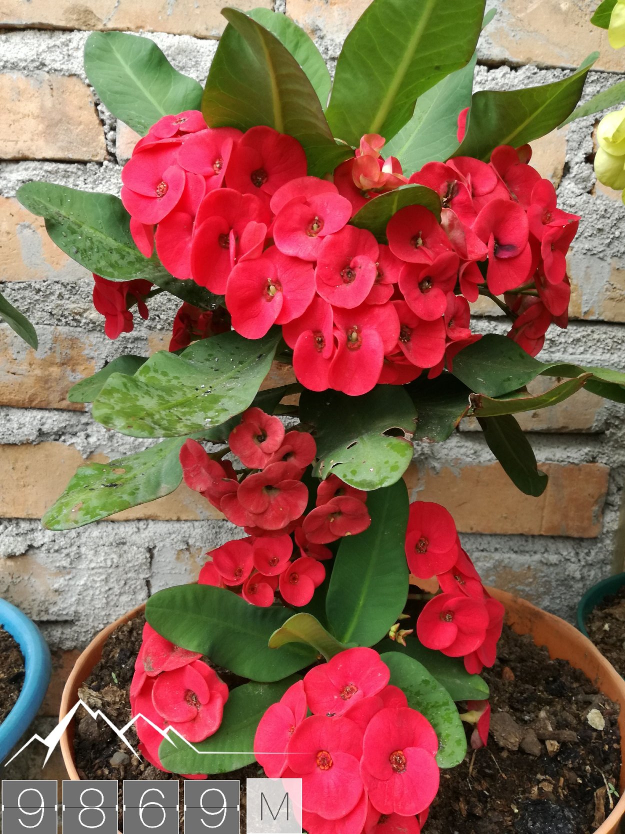 Молочай миля