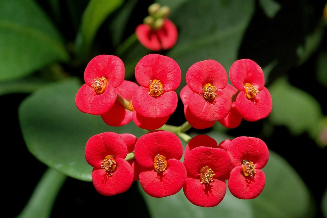 Молочай миля (Euphorbia milii