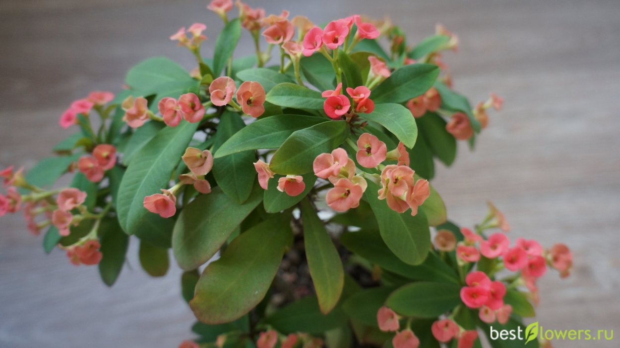 Молочай миля