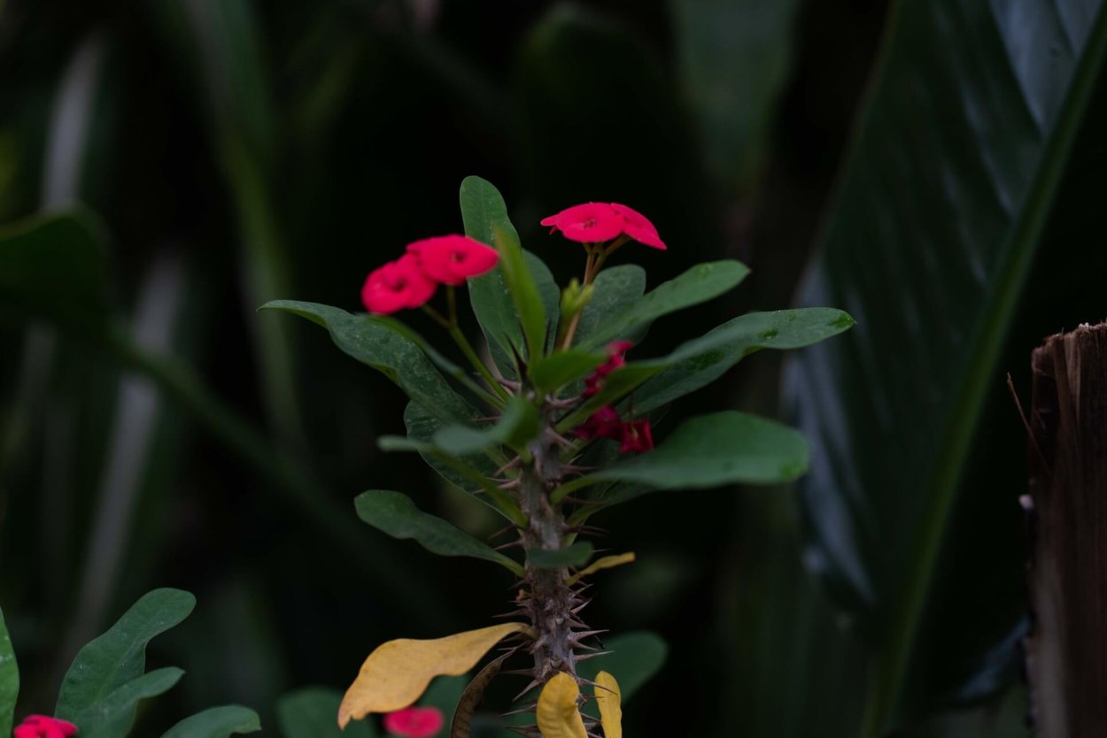 Молочай розовый садовый