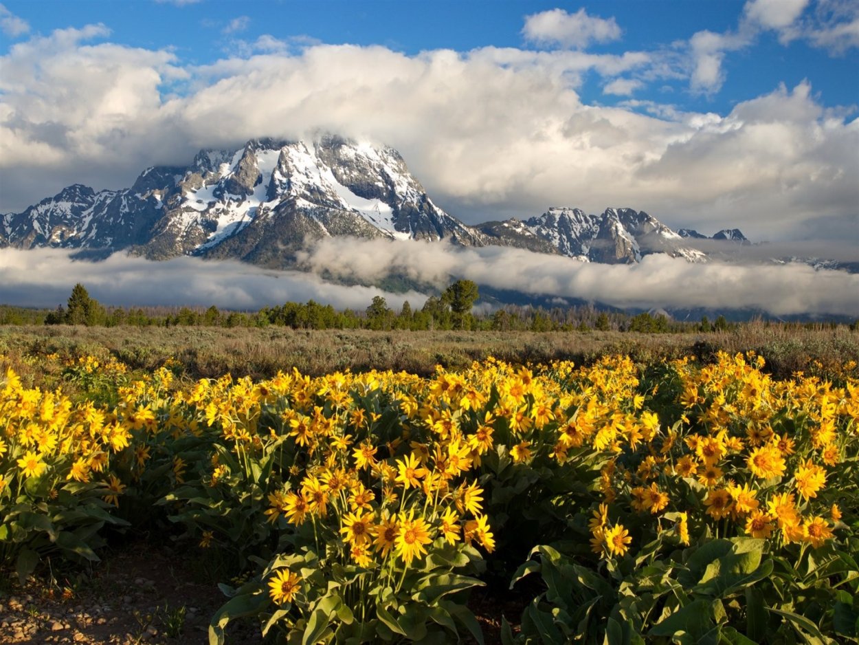 Гранд Титон горные Луга