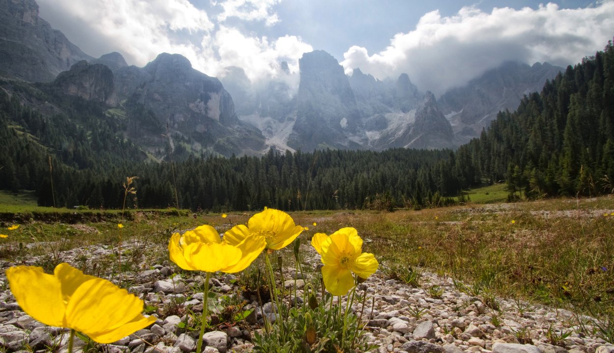 Жёлтые высокогорные цветы