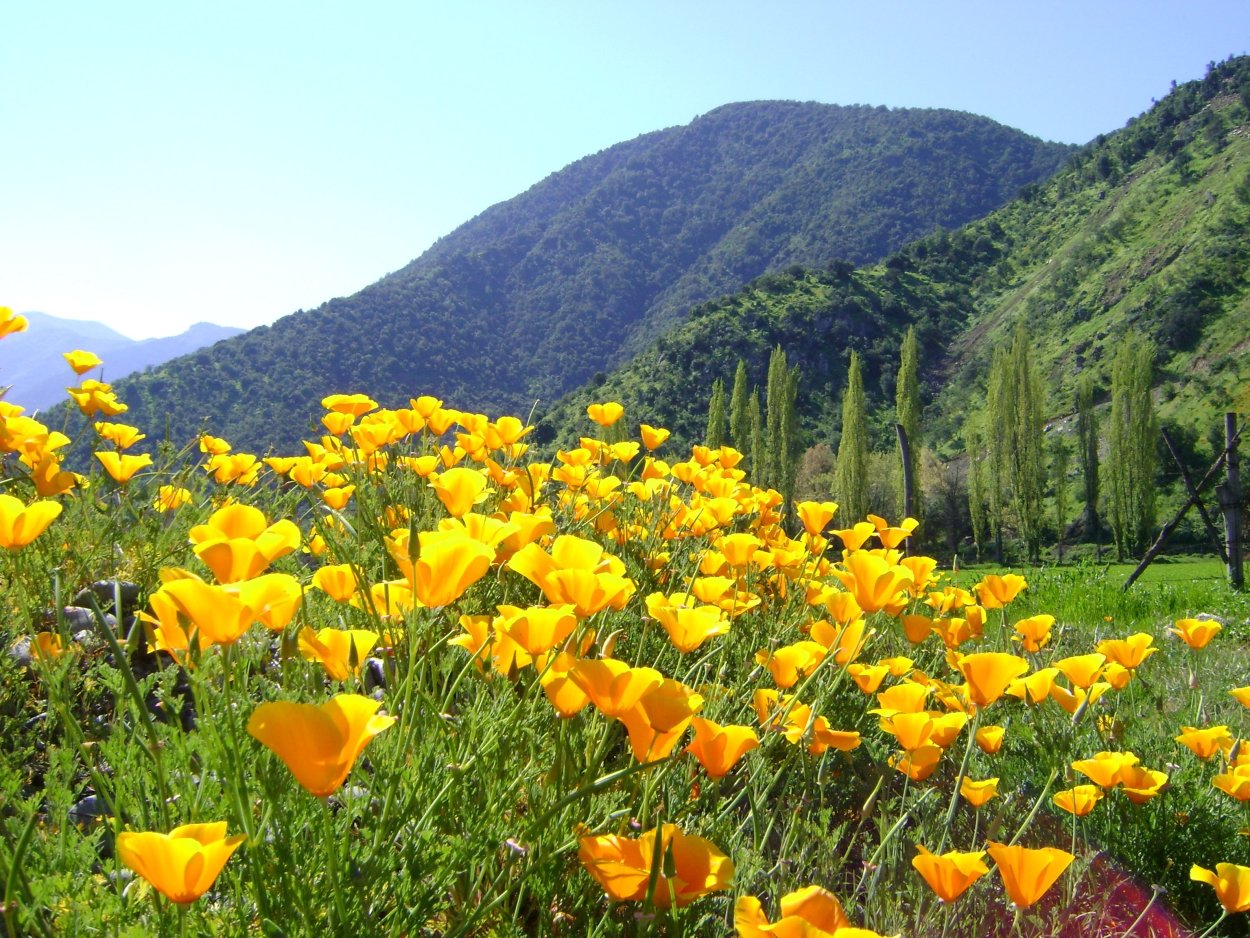 Дикие цветы Южной Америки