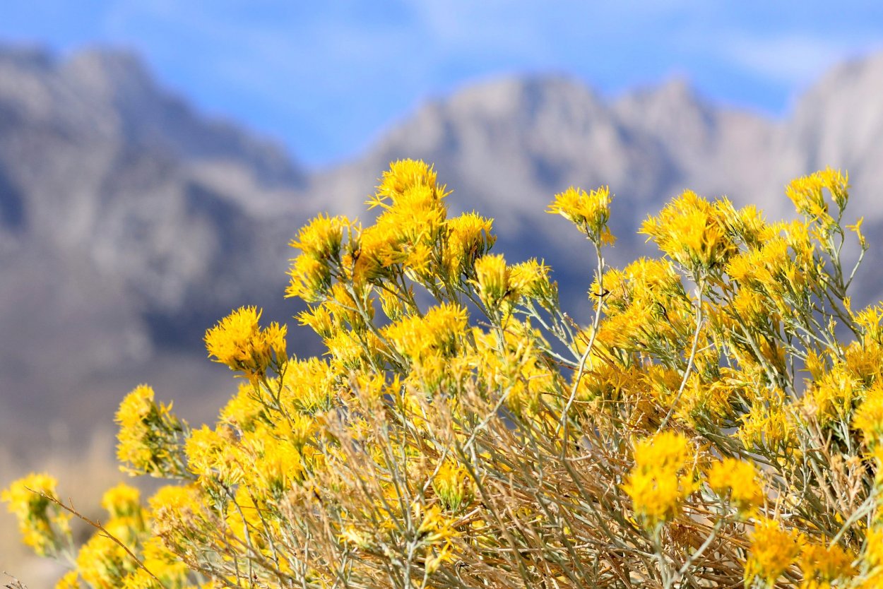 Желтый цветок трава горный Чимган