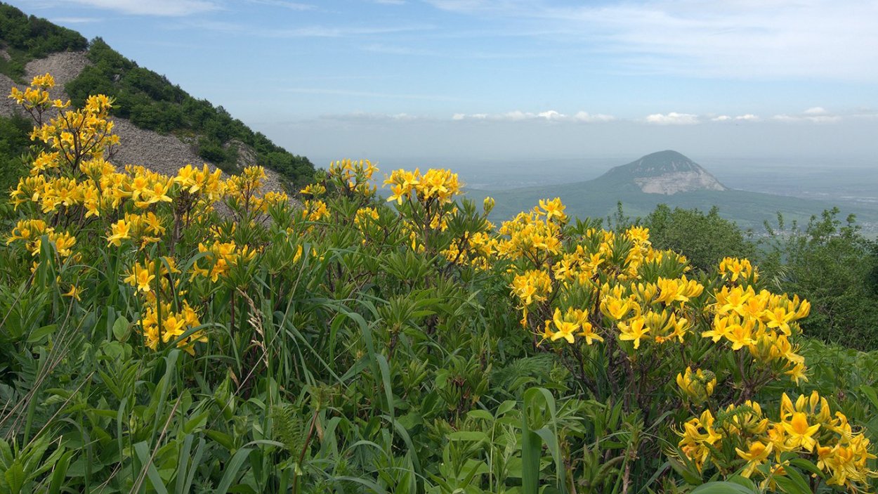 Горные цветы Бештау