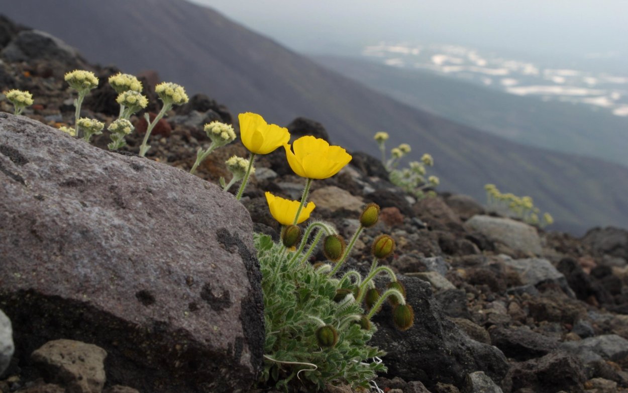 Полярный Мак арктических пустынь