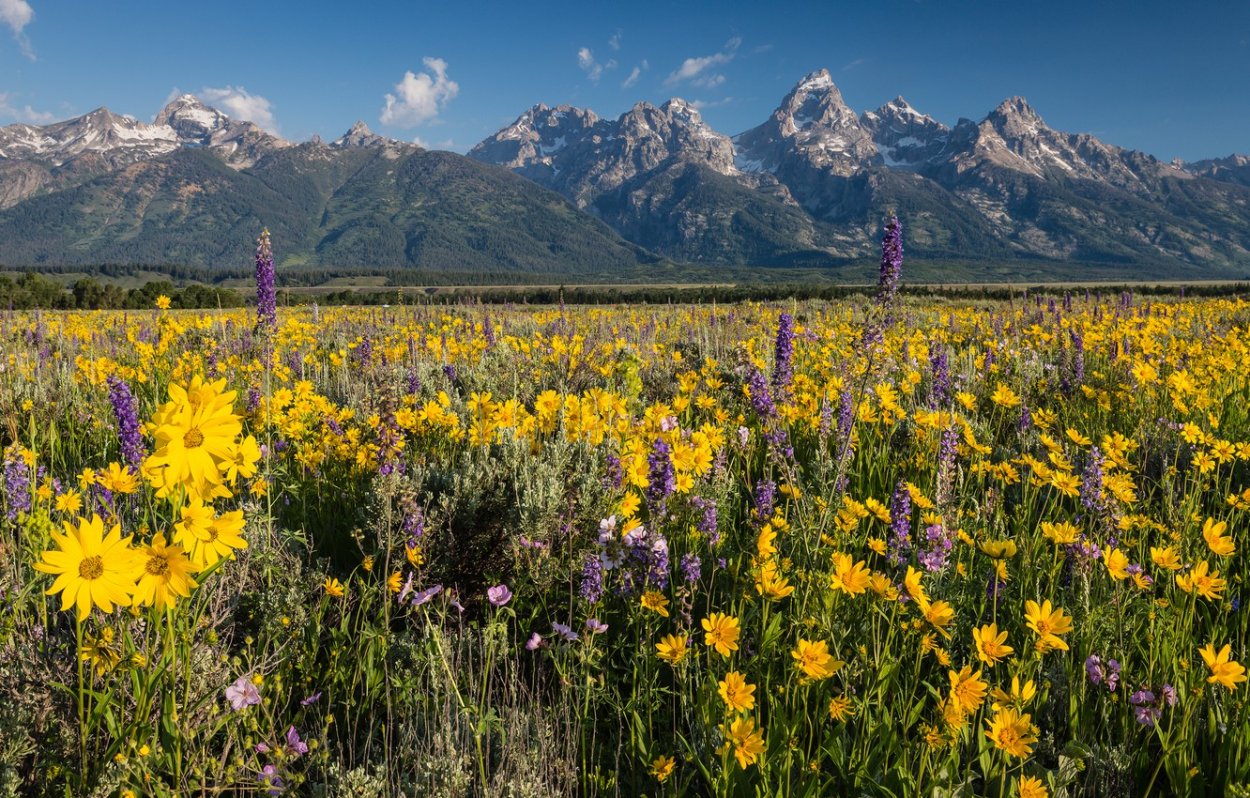 Желтые цветы Алтая