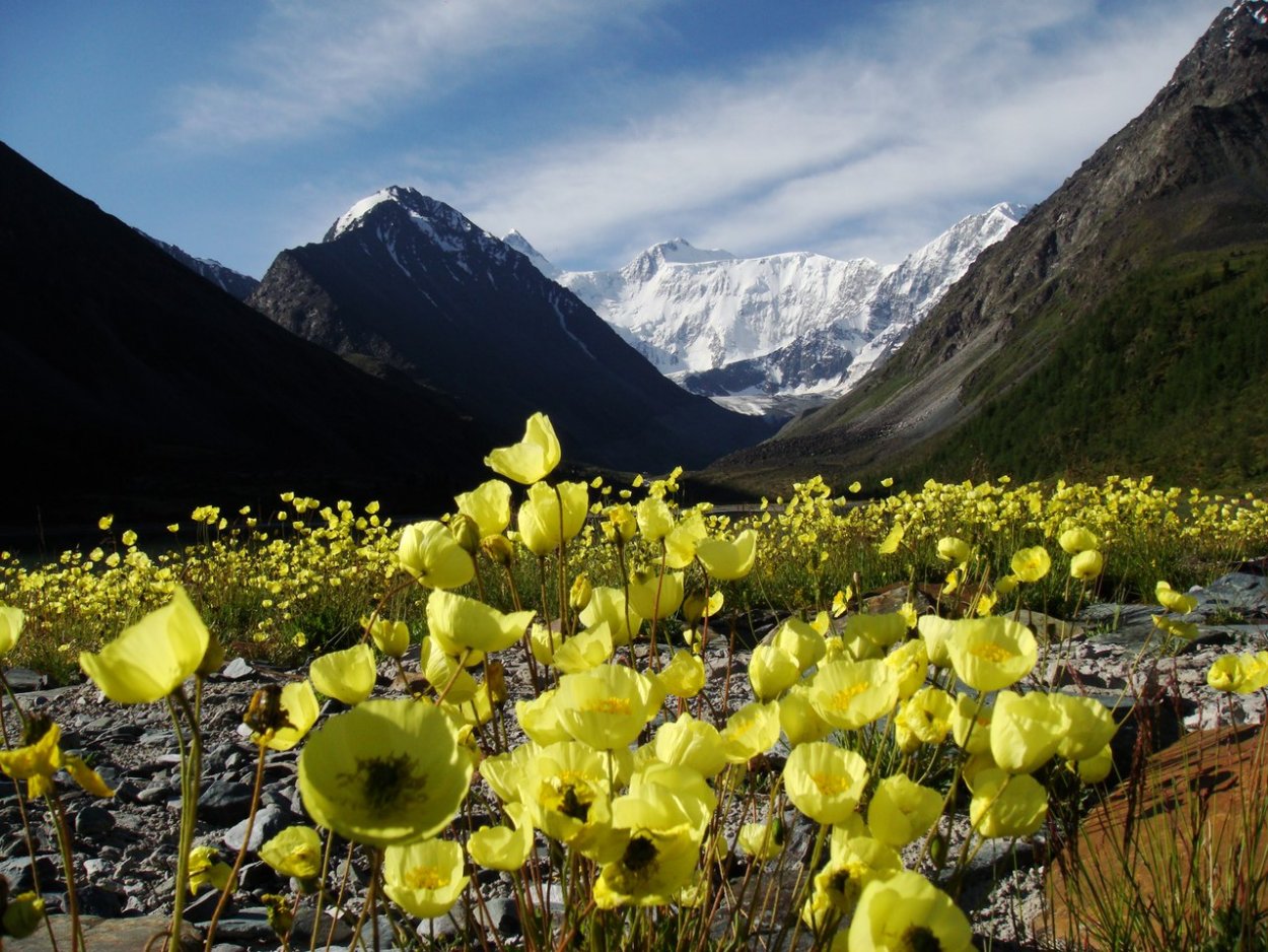 Черные тюльпаны Абхазия Альпийские Луга