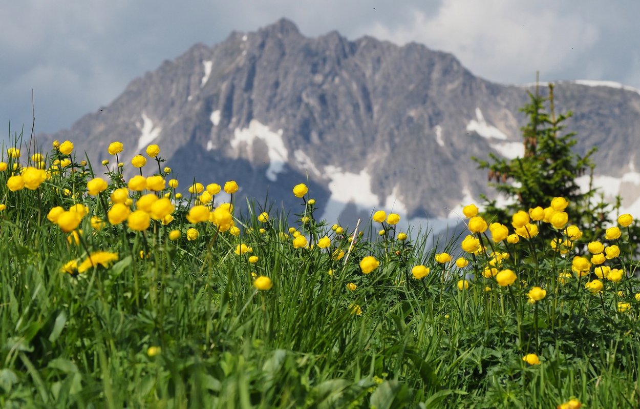 Купальница Алтайская Алтайский заповедник