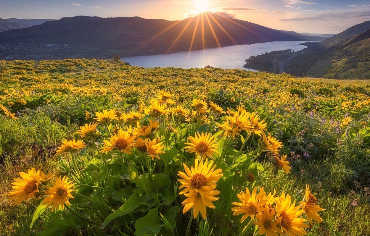 Желтый в природе